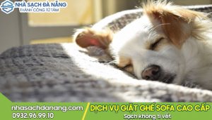 khử mùi hôi chó trên ghế sofa