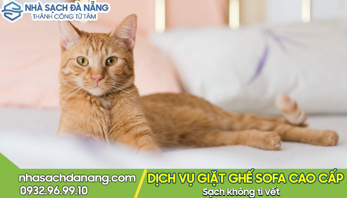 Xử lý vết mèo cào trên ghế sofa
