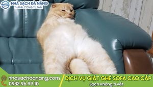 Lựa chọn ghế sofa phù hợp nhà nuôi mèo