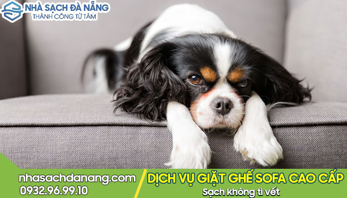 Cách khử mùi hôi của chó trên ghế sofa