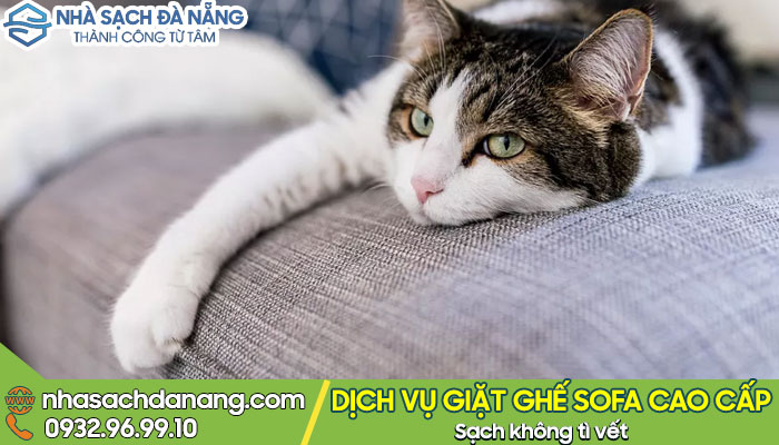 Ghế sofa dành cho nhà nuôi mèo