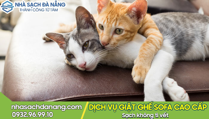 Làm sạch mùi hôi nước tiểu chó mèo trên ghế sofa